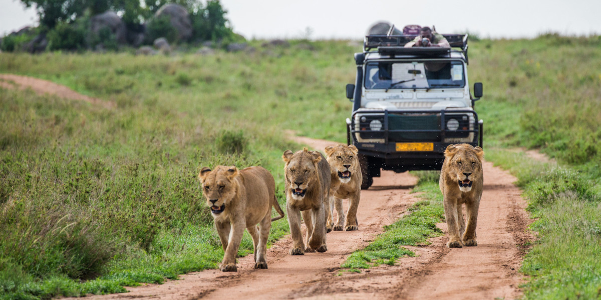 Is the Ranthambore safari worth the cost?